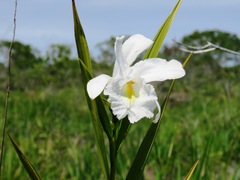 Sobralia liliastrum