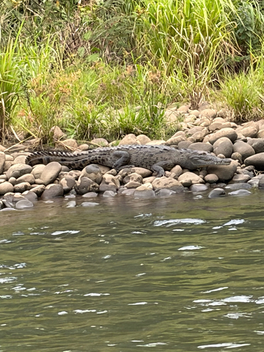 American Crocodile