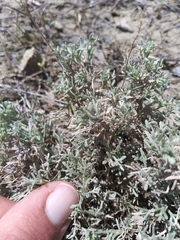 Artemisia pedatifida