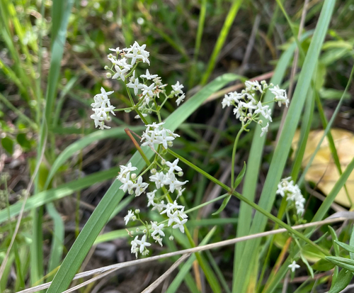 Northern Bedstraw