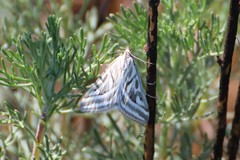 Loxostege aeruginalis