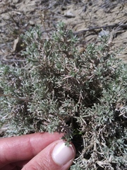 Artemisia pedatifida
