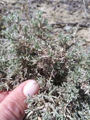 Artemisia pedatifida
