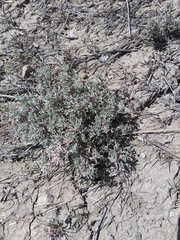 Artemisia pedatifida