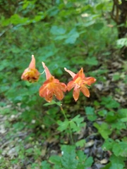 Delphinium nudicaule
