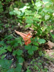 Delphinium nudicaule
