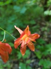 Delphinium nudicaule