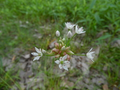 Amerallium