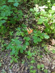 Delphinium nudicaule