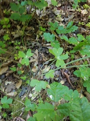 Delphinium nudicaule