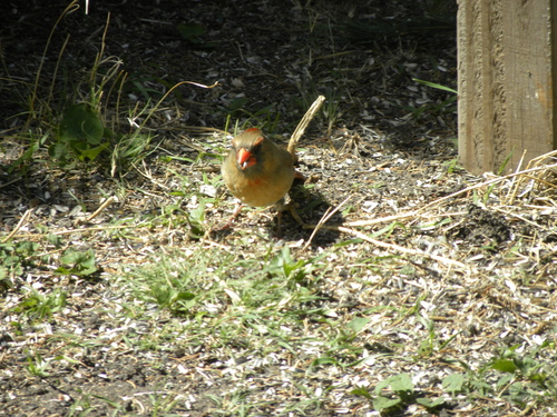 Northern Cardinal photographed in Nebraska