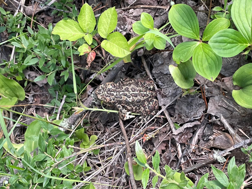 Boreal Toad