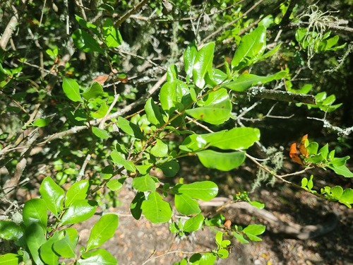 Azara integrifolia, photograph 1
