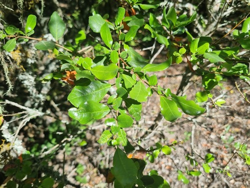Azara integrifolia, photograph 2