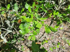 Azara integrifolia, photograph (c) Cesar Ormazabal, some rights reserved (CC BY)