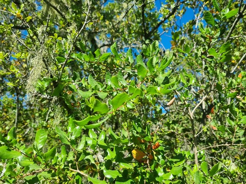Azara integrifolia, photograph 3