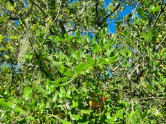 Azara integrifolia, photograph (c) Cesar Ormazabal, some rights reserved (CC BY)