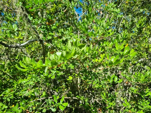 Azara integrifolia, photograph 4