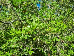 Azara integrifolia, photograph (c) Cesar Ormazabal, some rights reserved (CC BY)