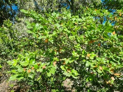 Azara integrifolia, photograph (c) Cesar Ormazabal, some rights reserved (CC BY)