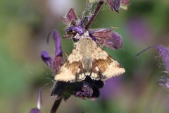 Heliothis maritima