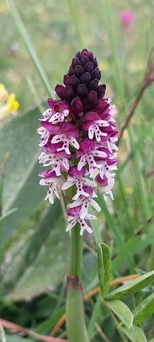 Neotinea ustulata, photograph 3