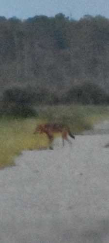 Red Wolf observed by matt67735