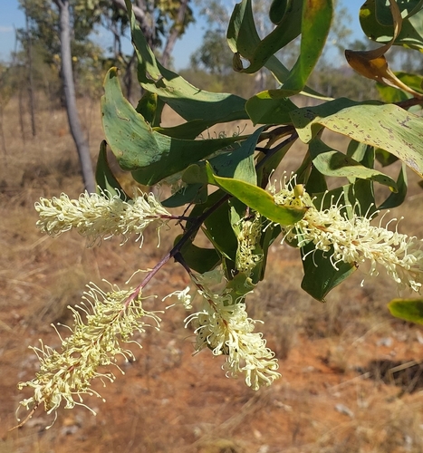 Caustic Bush