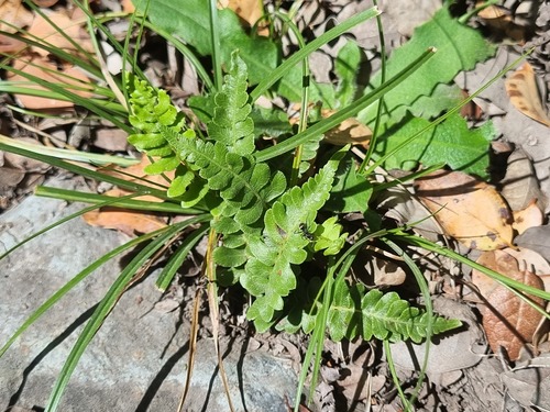 Blechnum hastatum, photograph 5