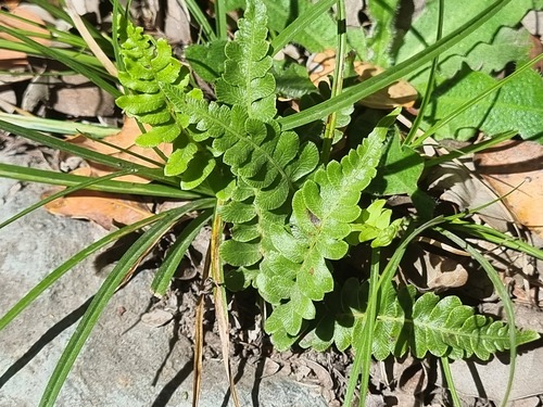 Blechnum hastatum, photograph 4
