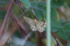 Heliomata glarearia