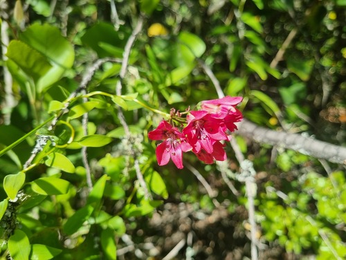 Bomarea salsilla, photograph 3