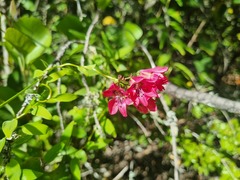 Bomarea salsilla, photograph (c) Cesar Ormazabal, some rights reserved (CC BY)