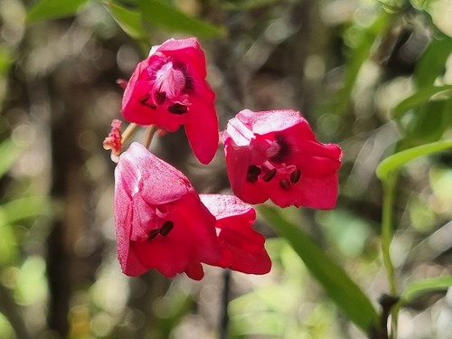 Bomarea salsilla, photograph 4