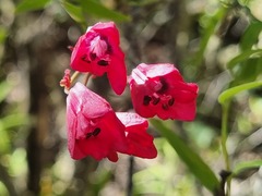 Bomarea salsilla, photograph (c) Cesar Ormazabal, some rights reserved (CC BY)