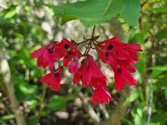Bomarea salsilla, photograph (c) Cesar Ormazabal, some rights reserved (CC BY)