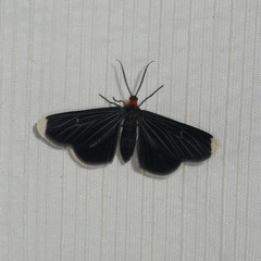 Melanchroia chephise