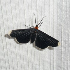 Melanchroia chephise