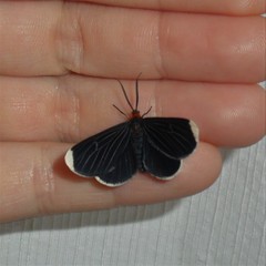 Melanchroia chephise