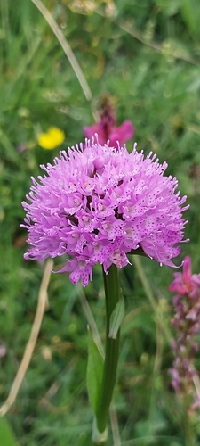 Traunsteinera globosa, photograph 5