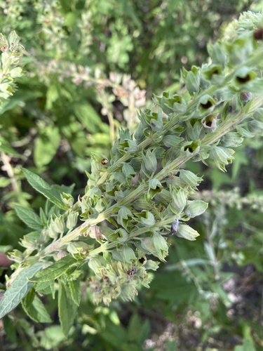 American germander