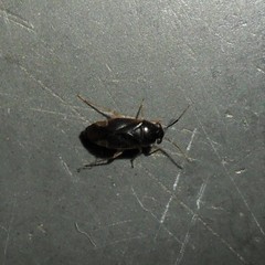 Nigrimiris pallidipes