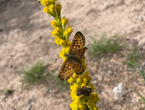 Arctic Fritillary