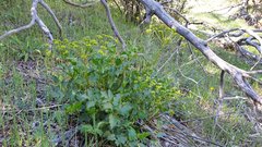 Tauschia arguta