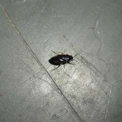 Nigrimiris pallidipes