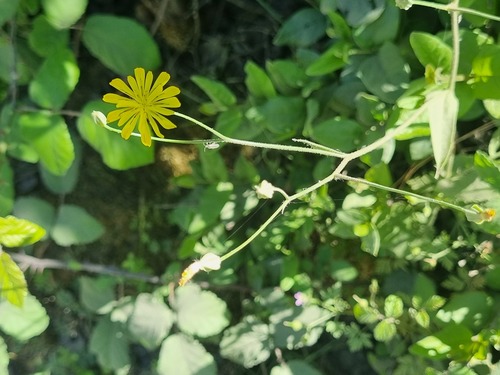 Crepis pulchra