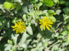 Crepis pulchra, photograph (c) Cesar Ormazabal, some rights reserved (CC BY)