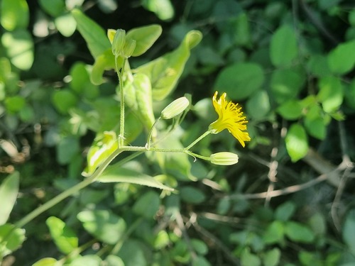 Crepis pulchra, photograph 2