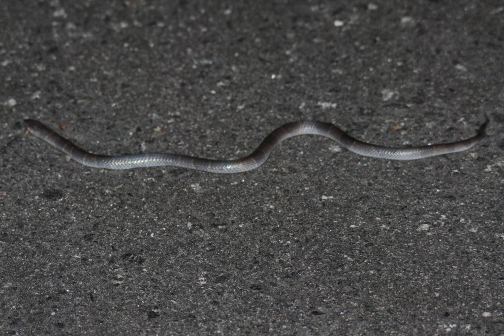 Angolan Garter Snake