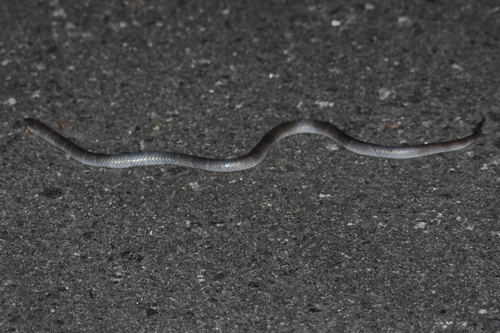 Angolan Garter Snake